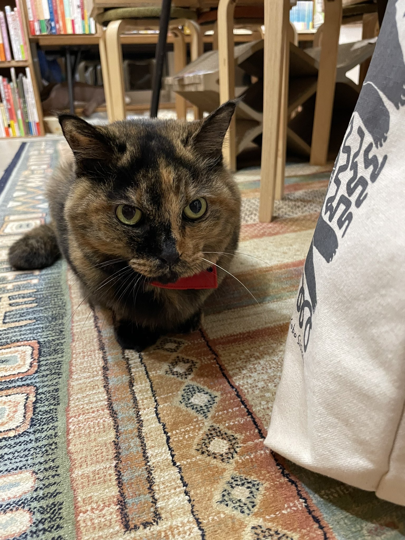 キャッツミャウブックス® (@CatsMeowBooks) / X