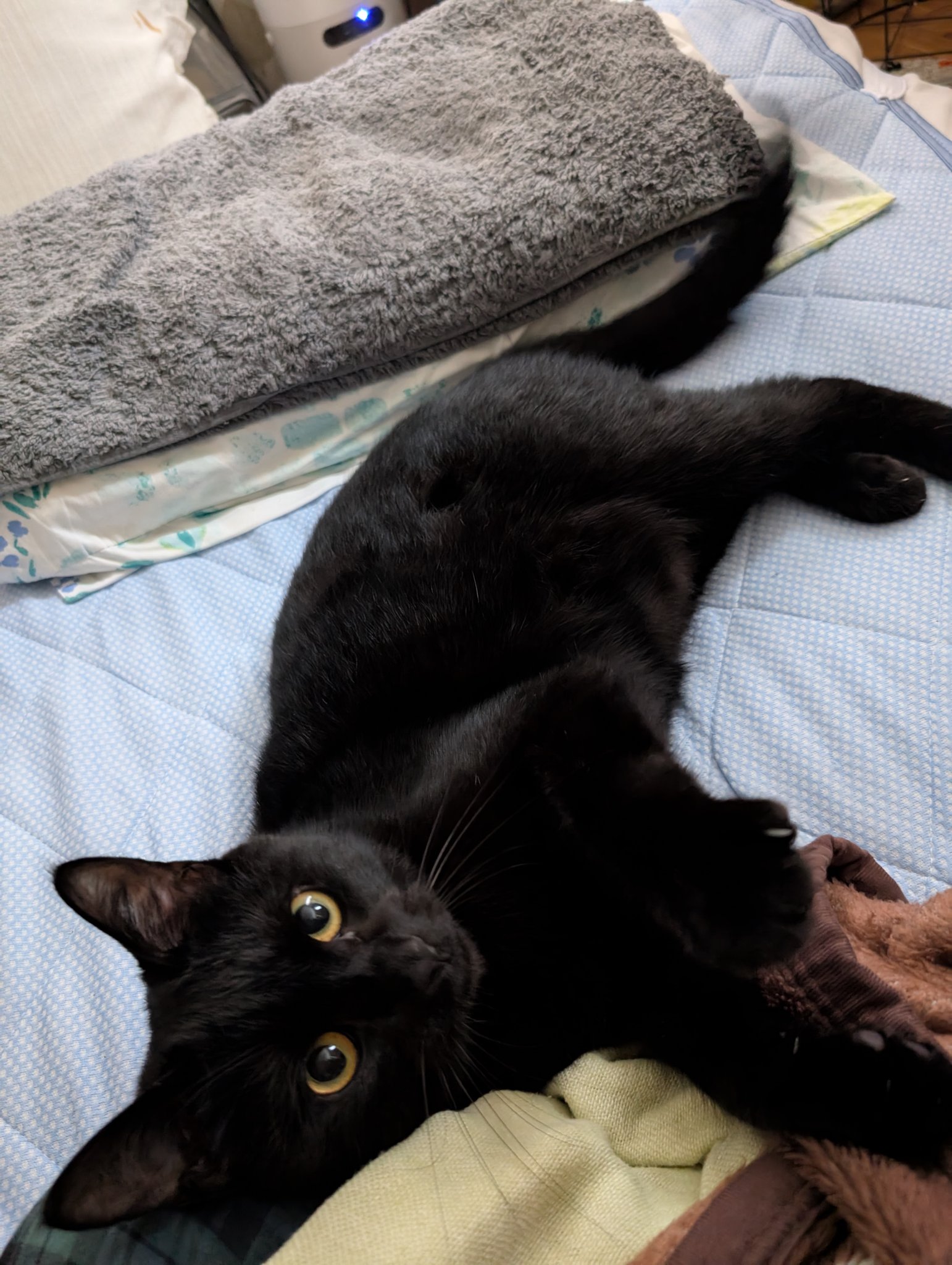 病み猫♡つぎはぎ猫♡黒 病み猫♡つぎはぎ猫♡黒