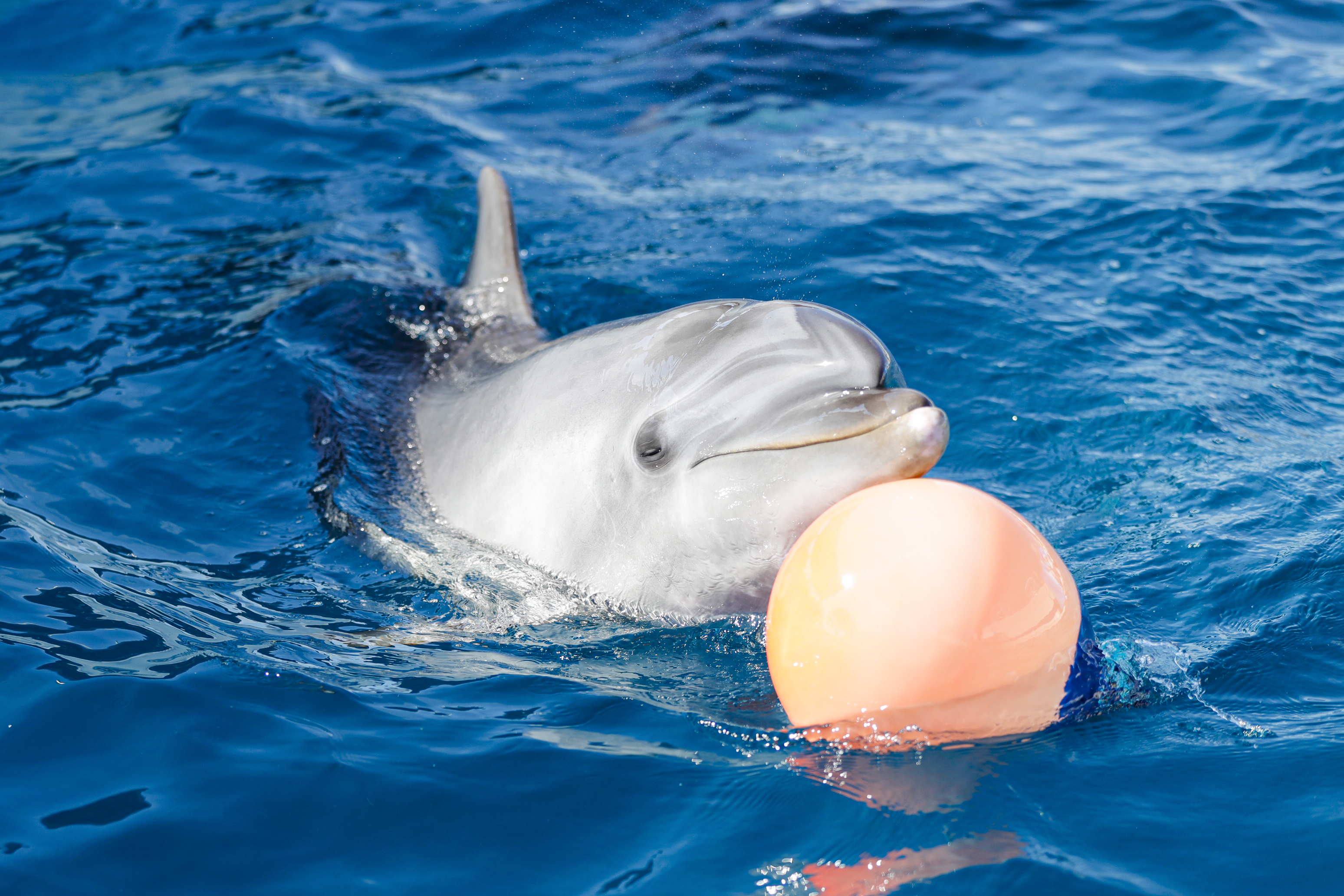 鴨川シーワールド シュラフ せ*と様 鴨川シーワールド シュラフ 寝袋 GtOq0GzakAESY9F.jpg