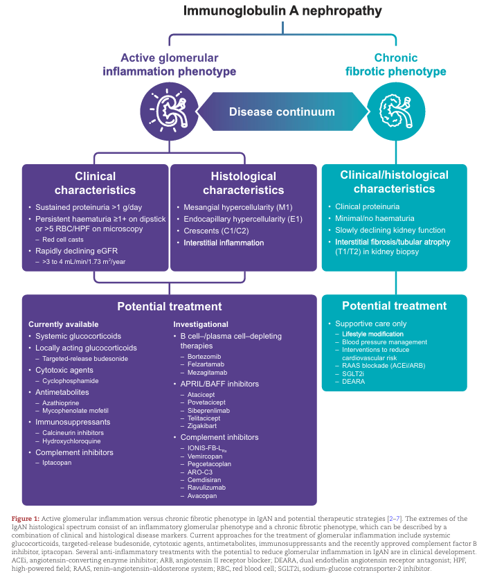 NDTsocial's tweet photo. Active glomerular inflammation versus chronicity and fibrosis: 

the role of targeted therapies in IgA nephropathy

🔓https://t.co/CtQoIWDkpX https://t.co/svPRWtMqWV