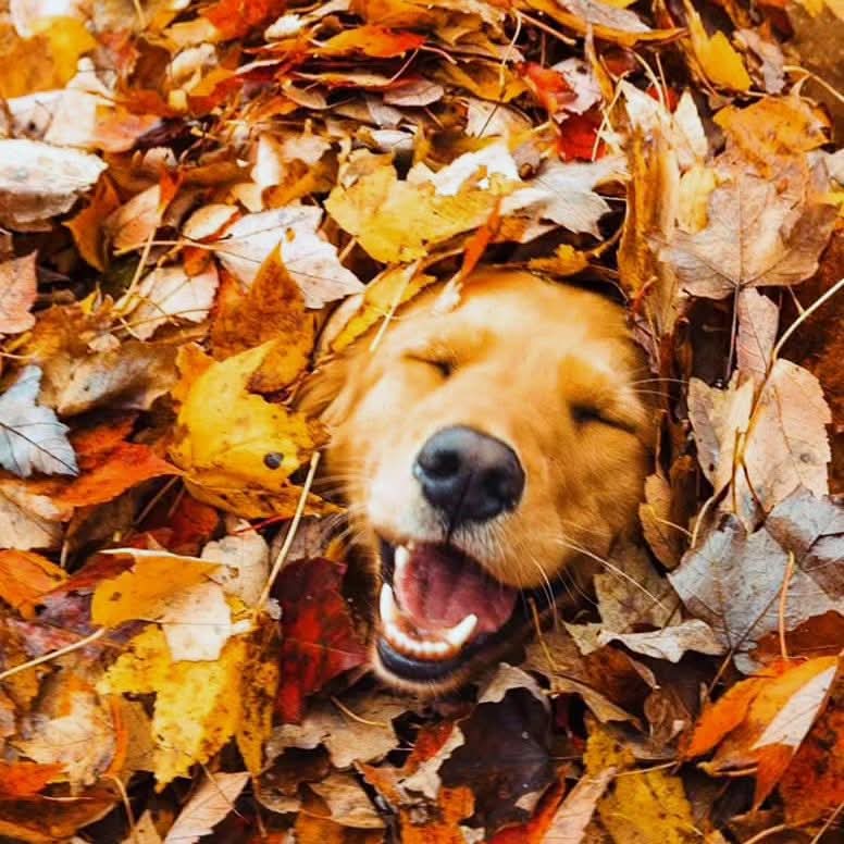 Eläimet erottaa ihmisistä siitä, etteivät ne koskaan anna lauman tyhmimmän johtaa laumaa.