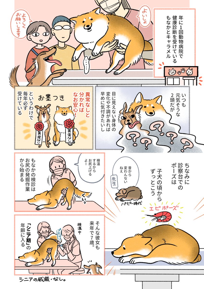 早いもので、もなかも来年7歳。 いよいよ「シニア期」と呼ばれる年齢に