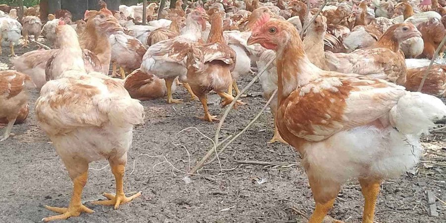 eFeedLink tweet media