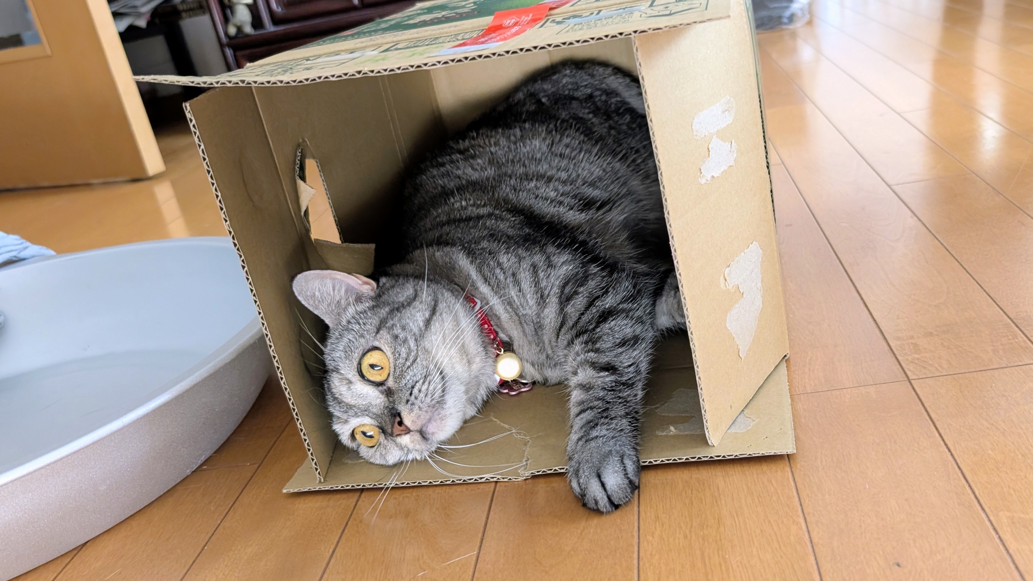 ねこさん⚡(ΦωΦ) (@catnap707) / X