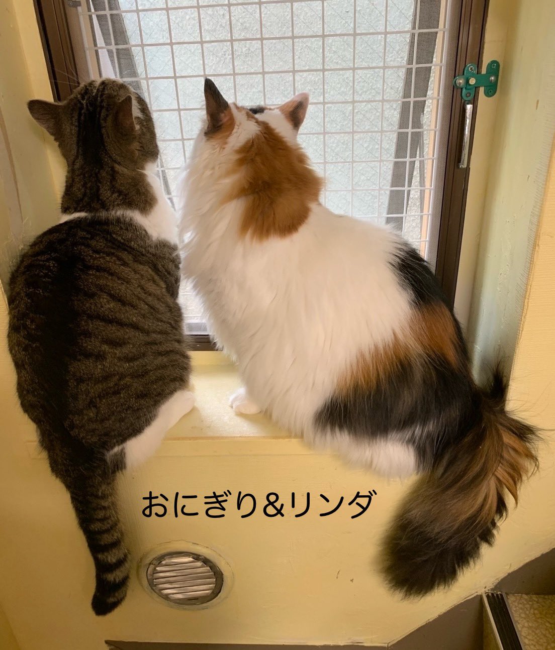 龍脈の精髄 クラスター 魂を浄化しご縁を結ぶ 売上一部保護猫活動に使用 公式】NPO法人にゃいるどはーと (@NPO48681819) / X