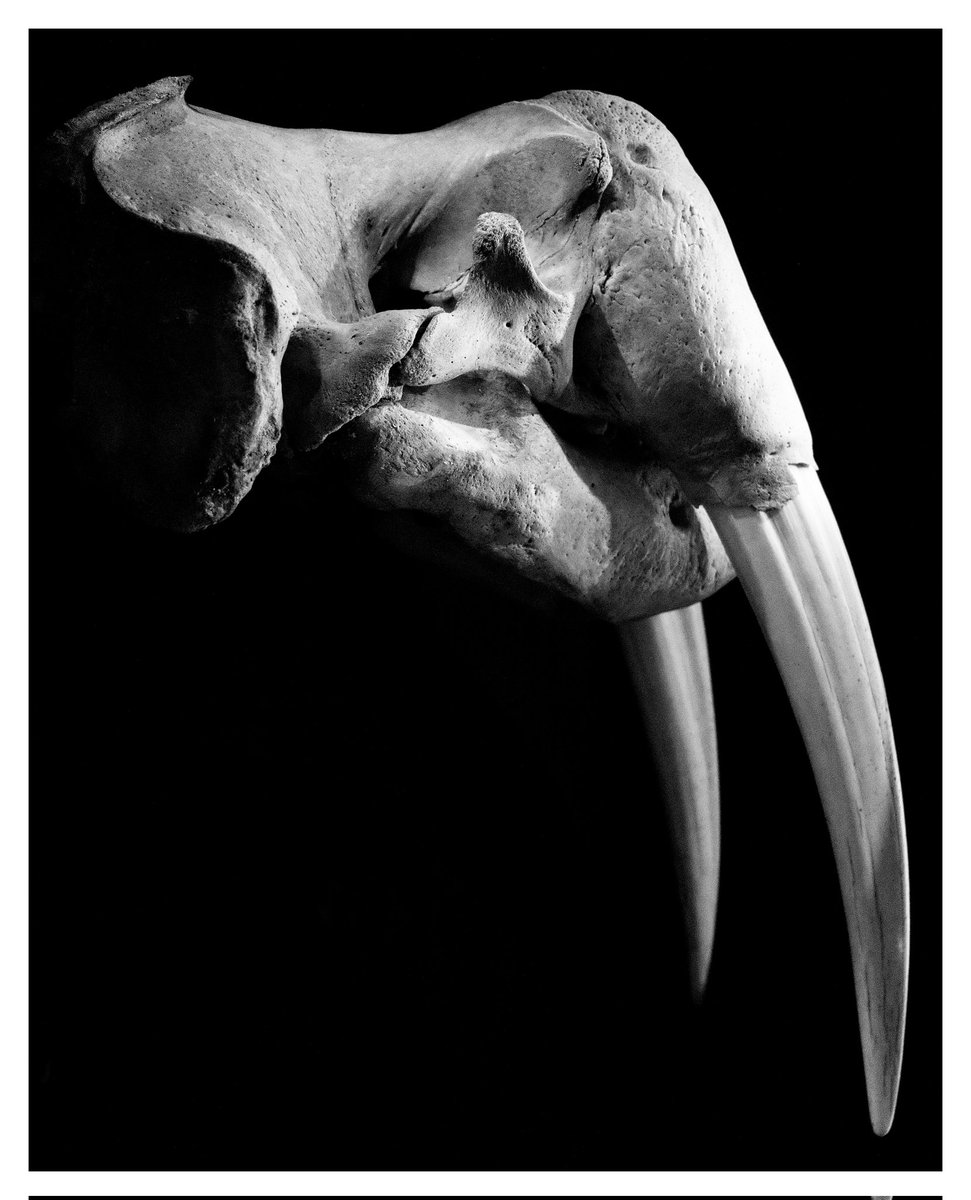 devisu_art's tweet image. Inventaire mortuaire au musée zoologique 📸