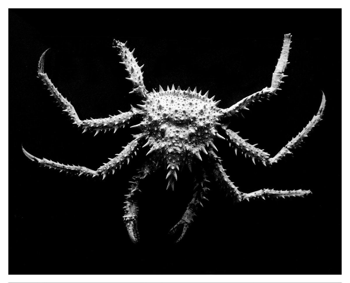 devisu_art's tweet image. Inventaire mortuaire au musée zoologique 📸