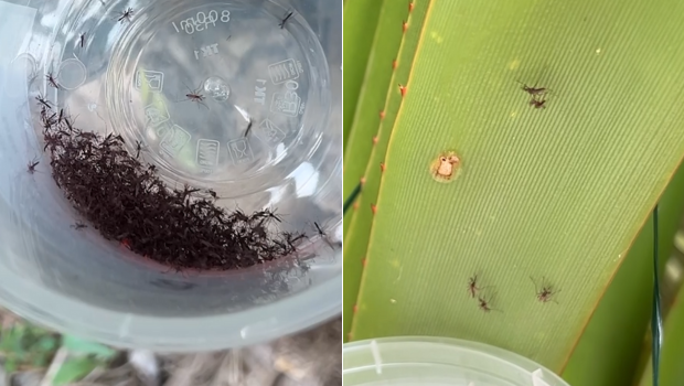 outremers360's tweet photo. #LaRéunion : des centaines de #moustiquesstériles lâchés dans la nature pour lutter contre le #chikungunya à #SaintJoseph
➡️https://t.co/9ByG3KmSUs
➡️ Après de multiples tests, le projet #OPTIS est lancé. Il s’agit de la phase opérationnelle de la Technique de l’Insecte Stérile, pour lutter contre les moustiques vecteurs de maladies, chikungunya ou dengue. Des centaines de moustiques ont été lâchés à Saint-Joseph ce mardi. Les lâchers effectués chaque semaine vont s’étaler jusqu’à février 2027.