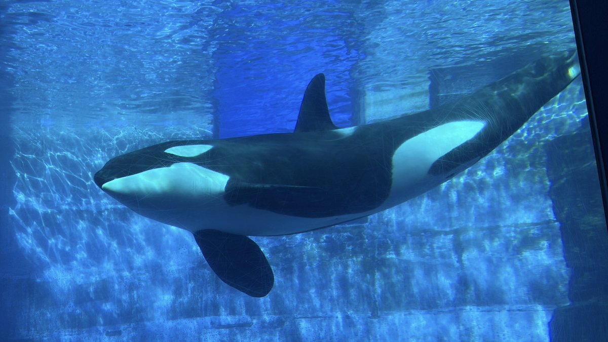 Elis_Revy's tweet photo. 20年ぶりくらいの名古屋港水族館 https://t.co/eJzKJRsYou