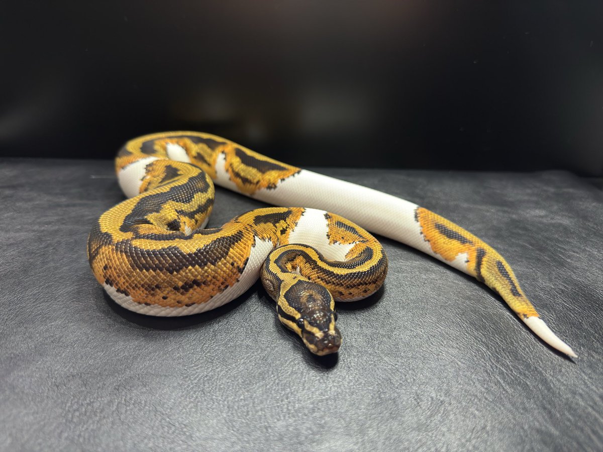 JignasReptiles's tweet image. 脱いでました

#ボールパイソン
#BallPython