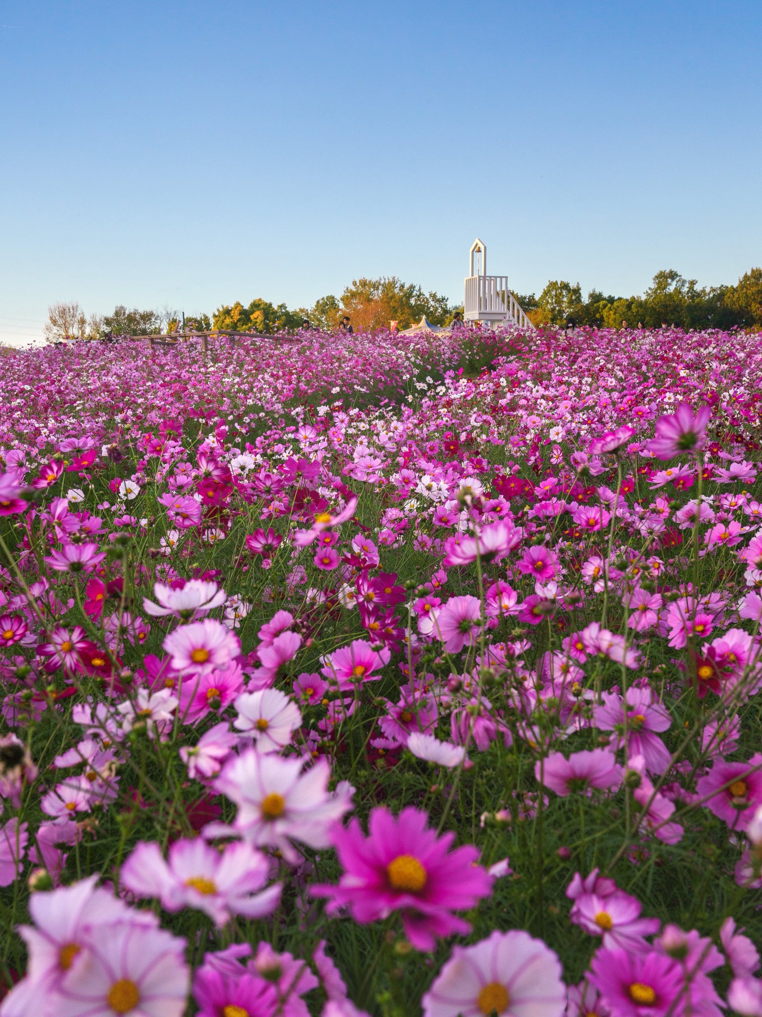 新正　ヒノトリ　コスモス 楽天市場】1000円ポッキリ 花苗 コスモス 秋桜 おまかせMix