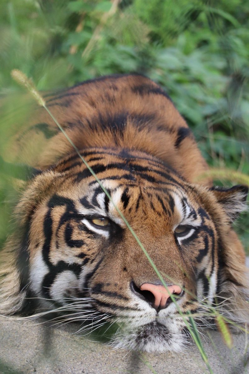 orihime1116's tweet image. 6歳なりたて今日のアオ💙

📷2025.10.8
#東山動植物園
#スマトラトラ