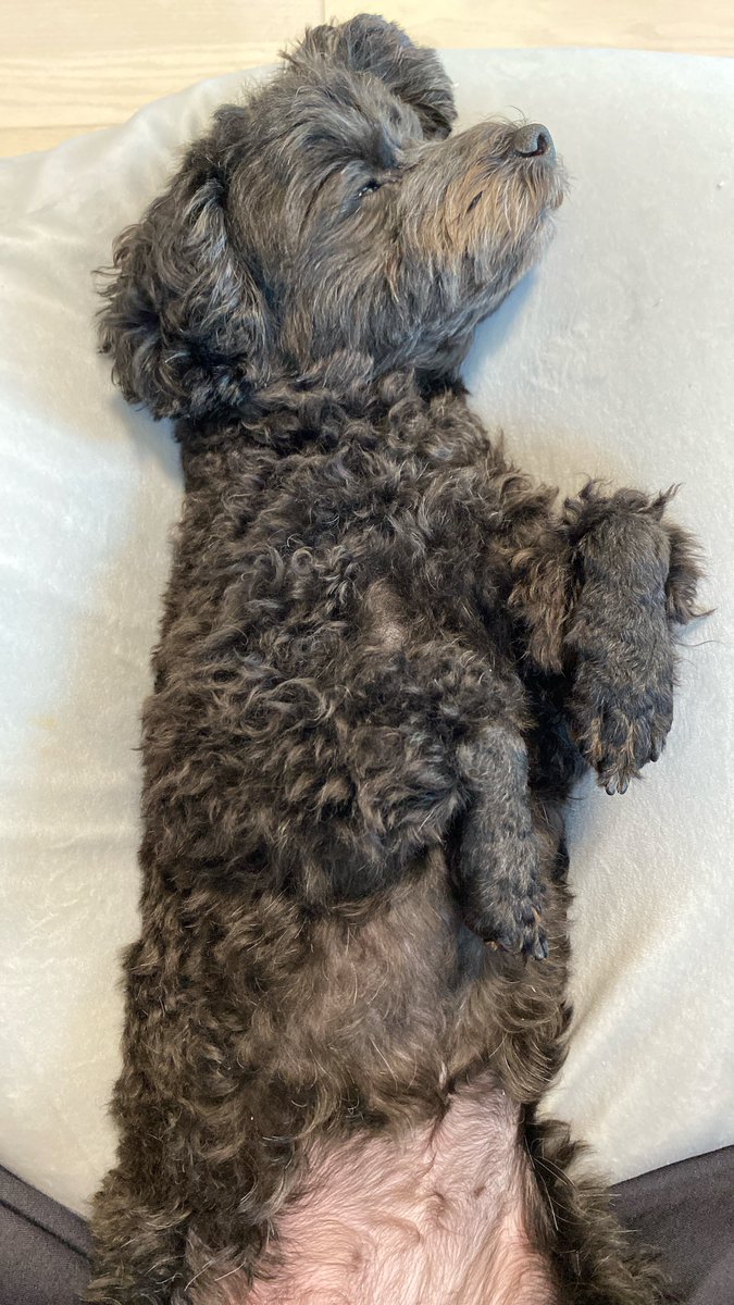 北海道の祖父母から大量のとうやが送られてきたので、今日は彼女さんも私も好きなコロッケを😋
母から教わったこのコロッケがやっぱり1番美味しい😊
でもちょっと作りすぎたかな…？😂
わんこは2週間に1回の爪切り🐶
「爪切るよ〜」って呼ばれて真顔になる１号と、捕まって現実逃避中の２号🤭