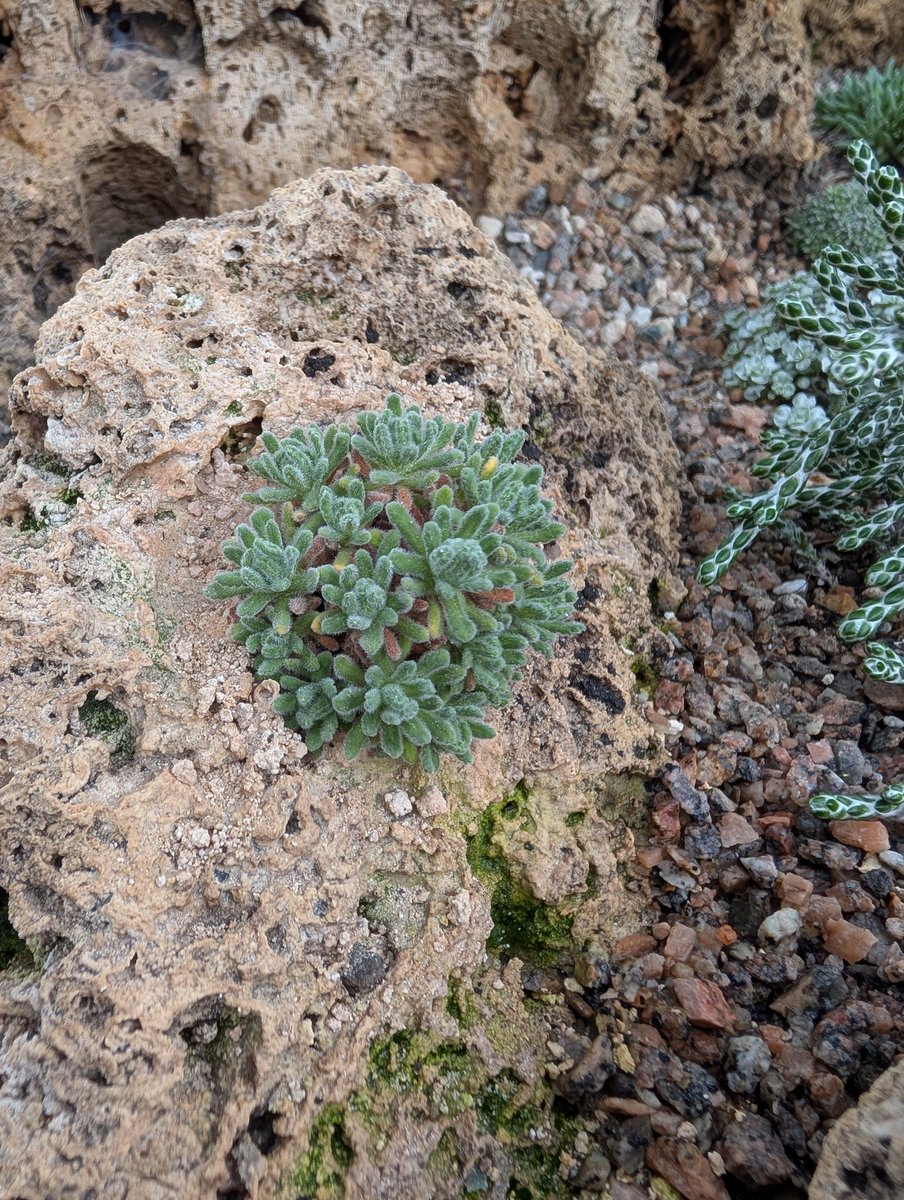 Dionysia Tess finally happy in TUFA 🤞#alpines