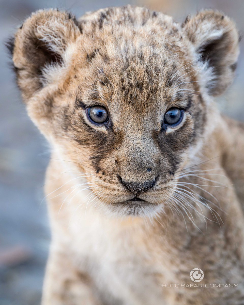 Photo Safari Company tweet media
