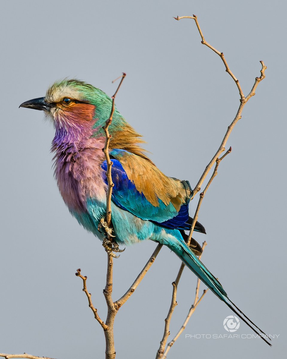 Photo Safari Company tweet media