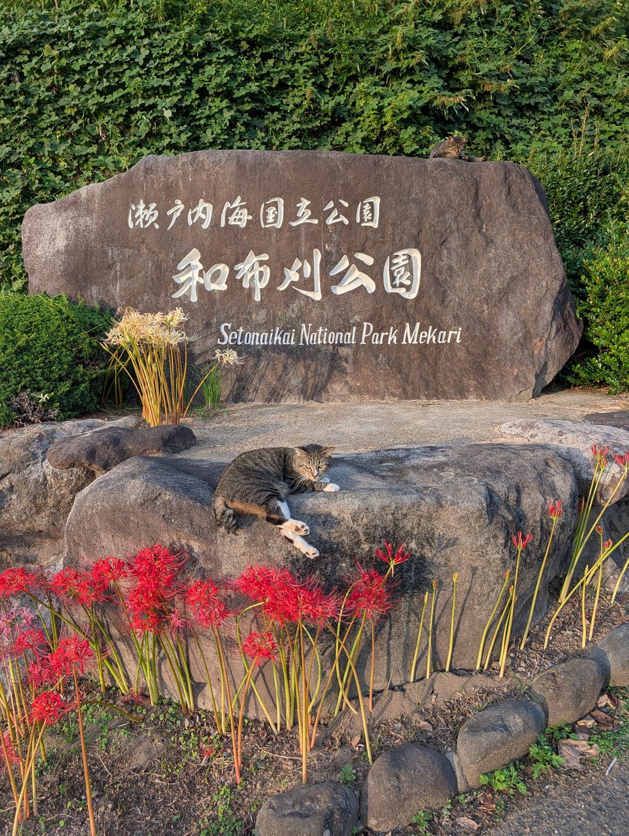 カナックス!!　　　極美品❢FOXEY　フォクシー　コート　ツイート 新品同様】フォクシー カシミヤ コート レース 刺繍 Aライン タック