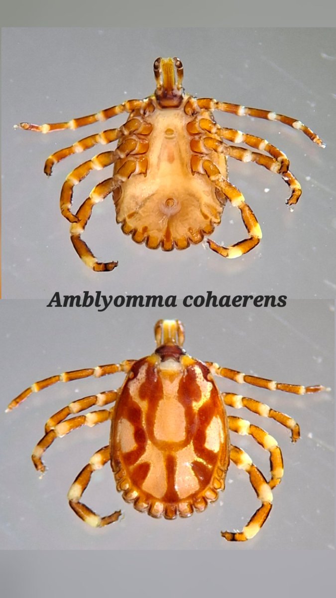 #Amblyomma_cohaerens ex Ethiopia #GTTM #Gertrud_Theiler_Tick_Museum