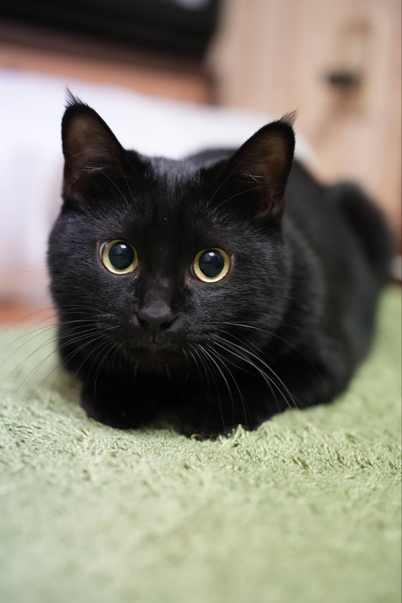 食べちゃう(黒猫) おうち】 本日はてまりのおしろのオペラちゃんのお誕生日です