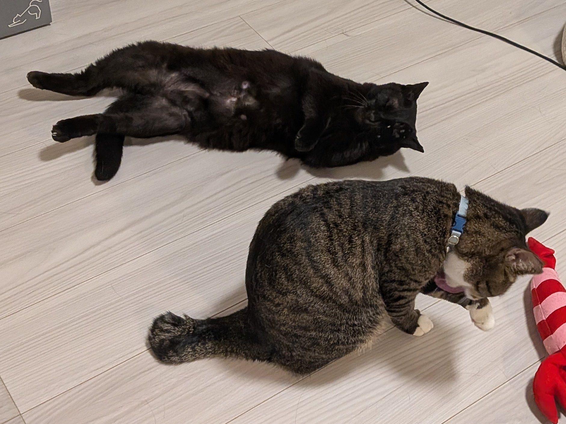 猫　毛づくろい 猫の毛づくろい | カプセルコレクション | 株式会社ターリン