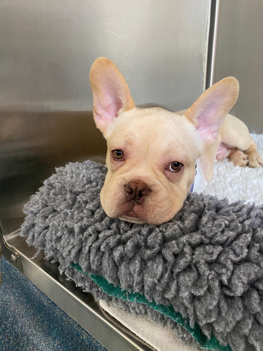 Mayhew 🐶🐱 tweet media