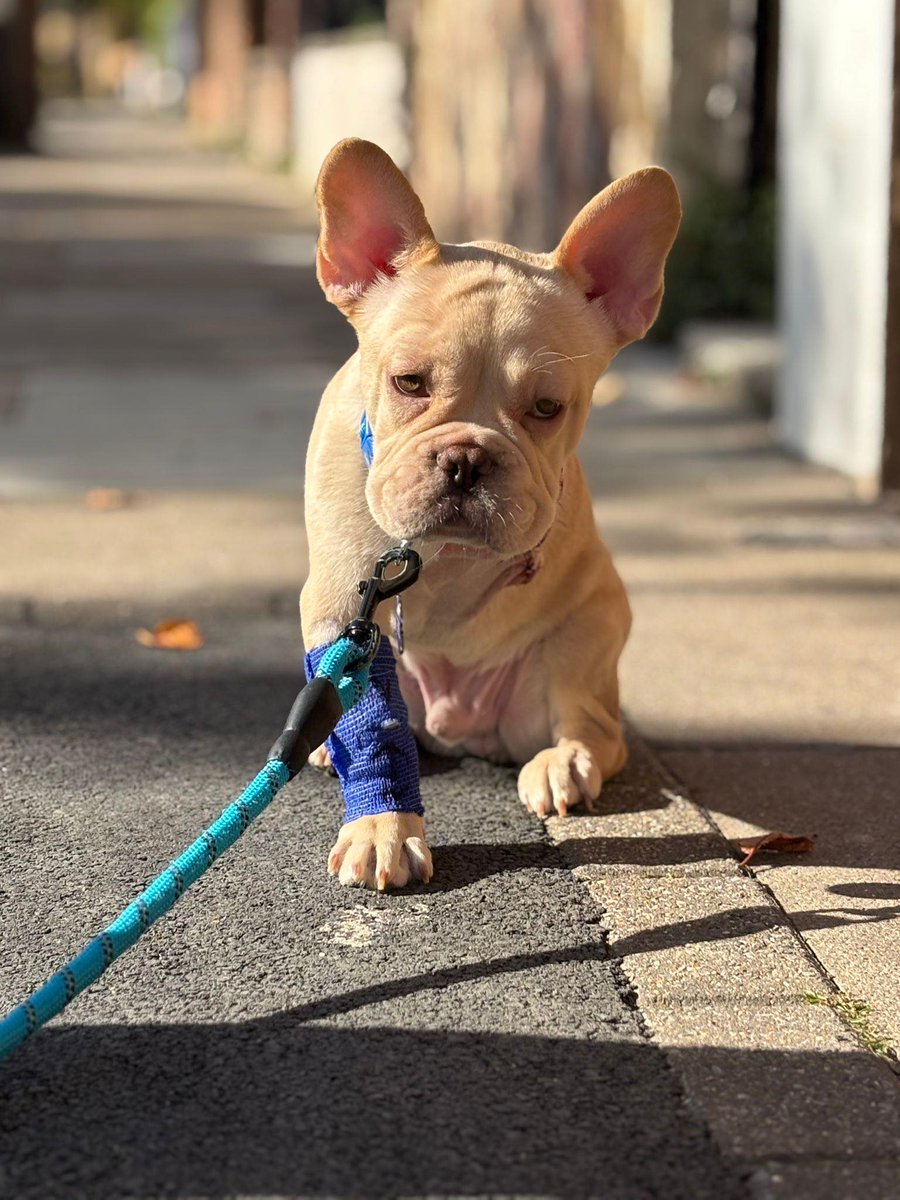 Mayhew 🐶🐱 tweet media