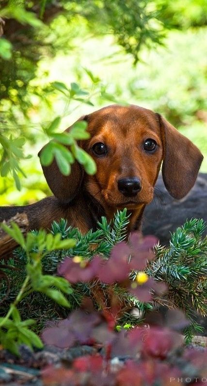 dachshundzones's tweet image. Dachshund Lovers ❤️❤️
#dachshund #dachshunds