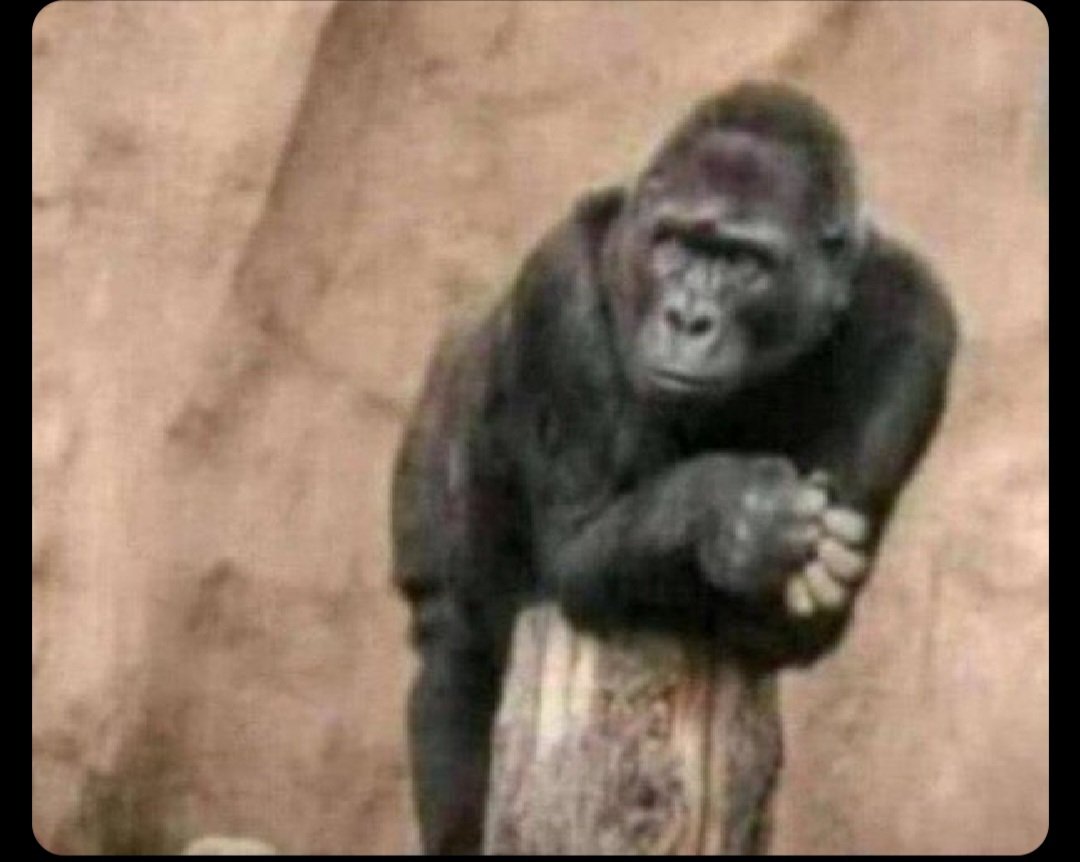 fundraiser tweet media