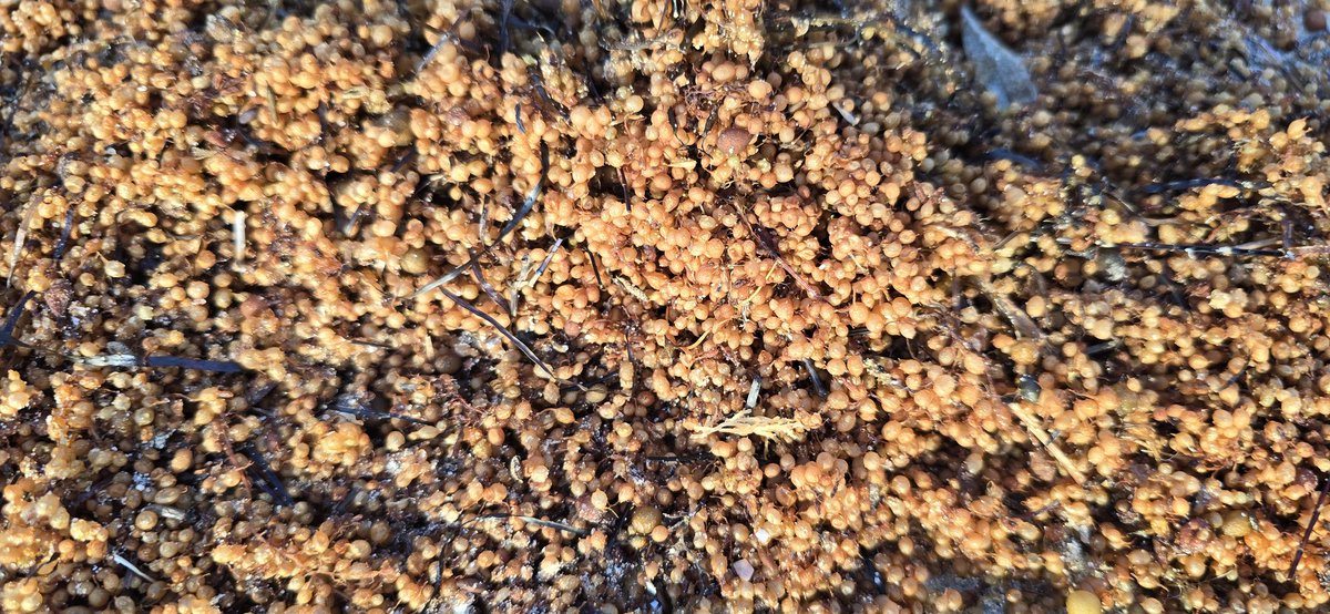 Steven Thomson tweet media