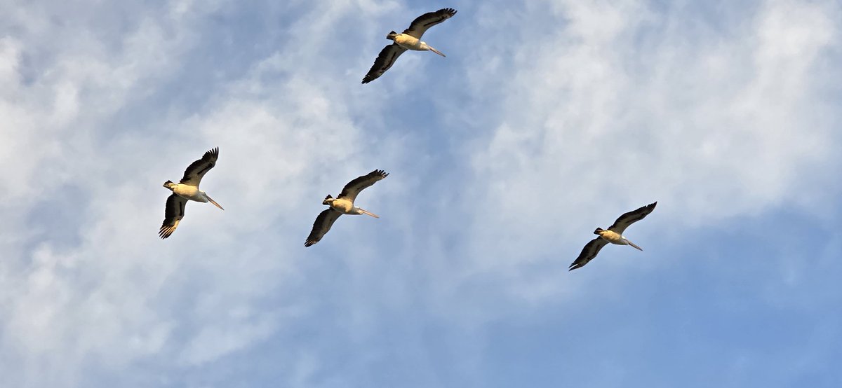 Steven Thomson tweet media