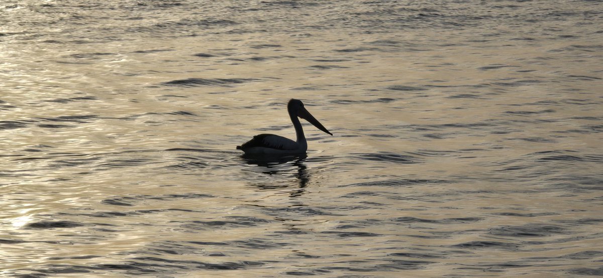 Steven Thomson tweet media