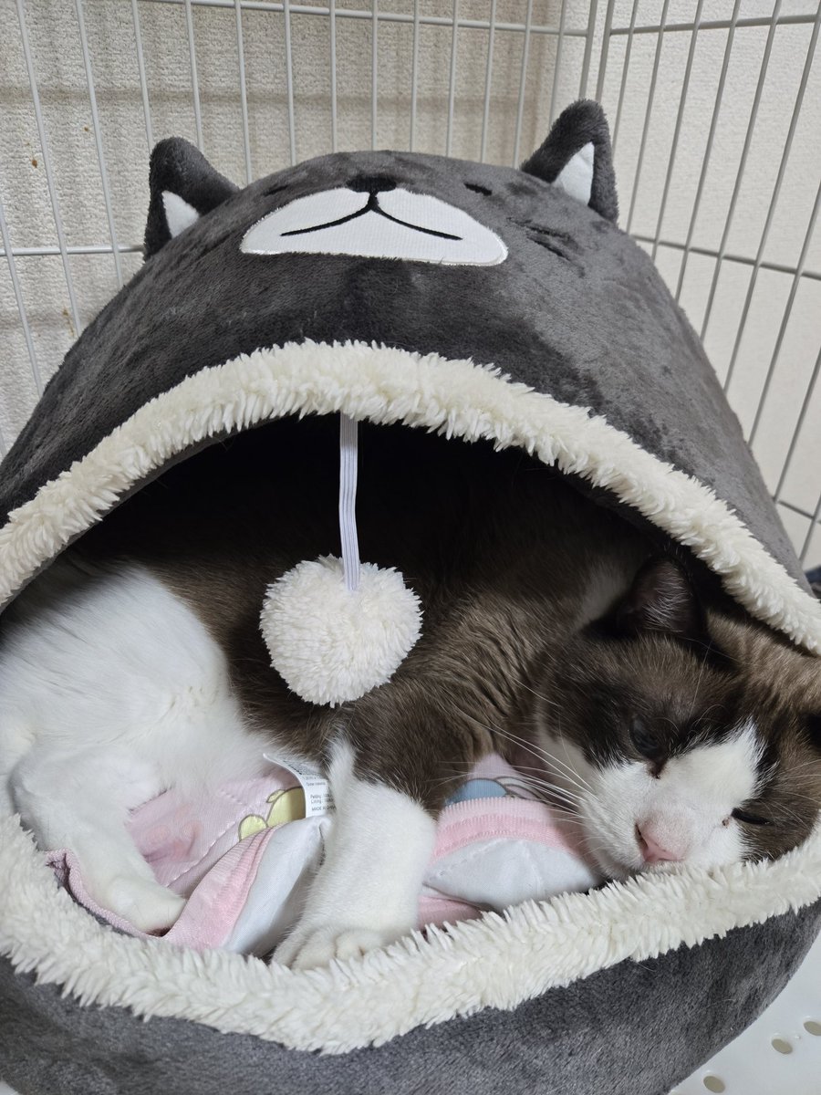 おはぎ tweet media