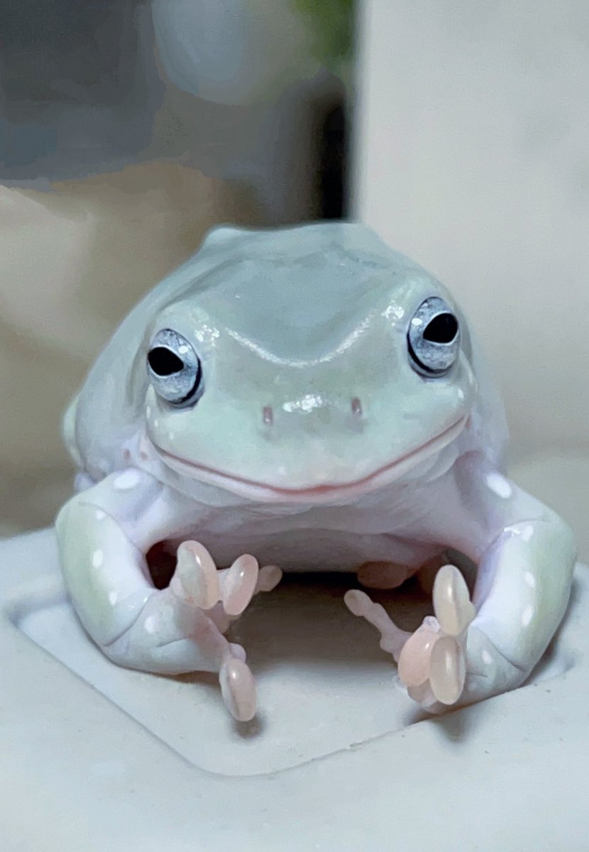 RlbHh8's tweet image. このくらいのコオロギが逃げちゃったんですけど、知りませんか？

あられ
#イエアメガエル