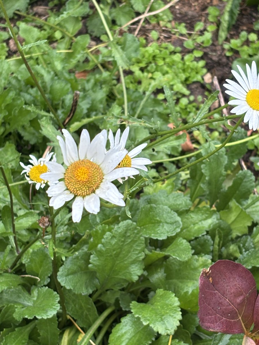 raytorosboob's tweet photo. flowerssss https://t.co/IsxyW9Qedy