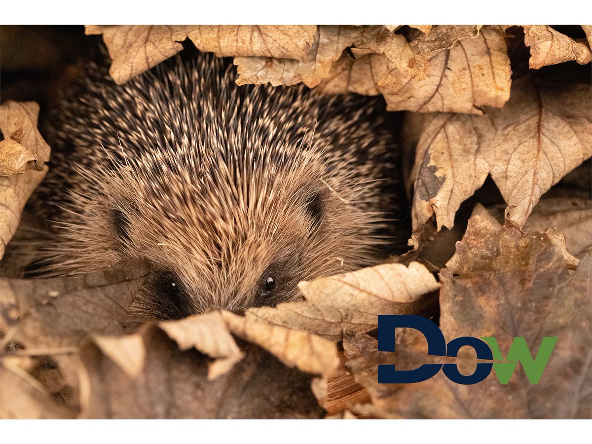 🦔 From bin to benefit — how recycling protects Scotland’s wildlife.
Small actions. Big impact. 🌿
Read more, and Get a Quote 👇
dowuk.com/from-bin-to-be… #ZeroWasteScotland #SortedByDOW