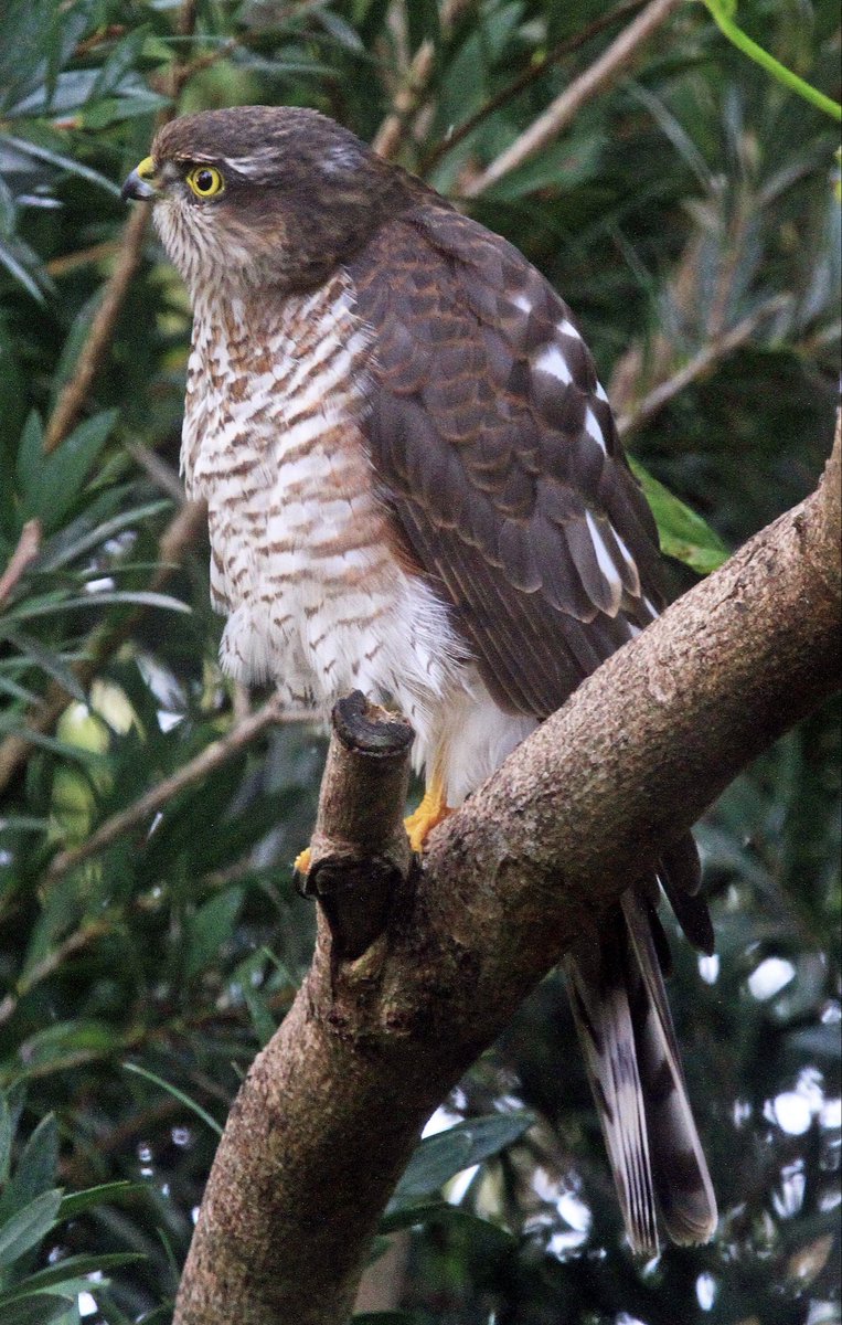 Female sparrowhawk Andreas Isle of Man. Their numbers have greatly improved from when I was a kid when they were nearly wiped out by DDT🇮🇲🇮🇲🇮🇲🇮🇲look at picture in full. Looks very intent doesn’t she?
<a href="/ManxBirdLife/">Manx BirdLife</a>   <a href="/manxnature/">Manx Wildlife Trust</a>