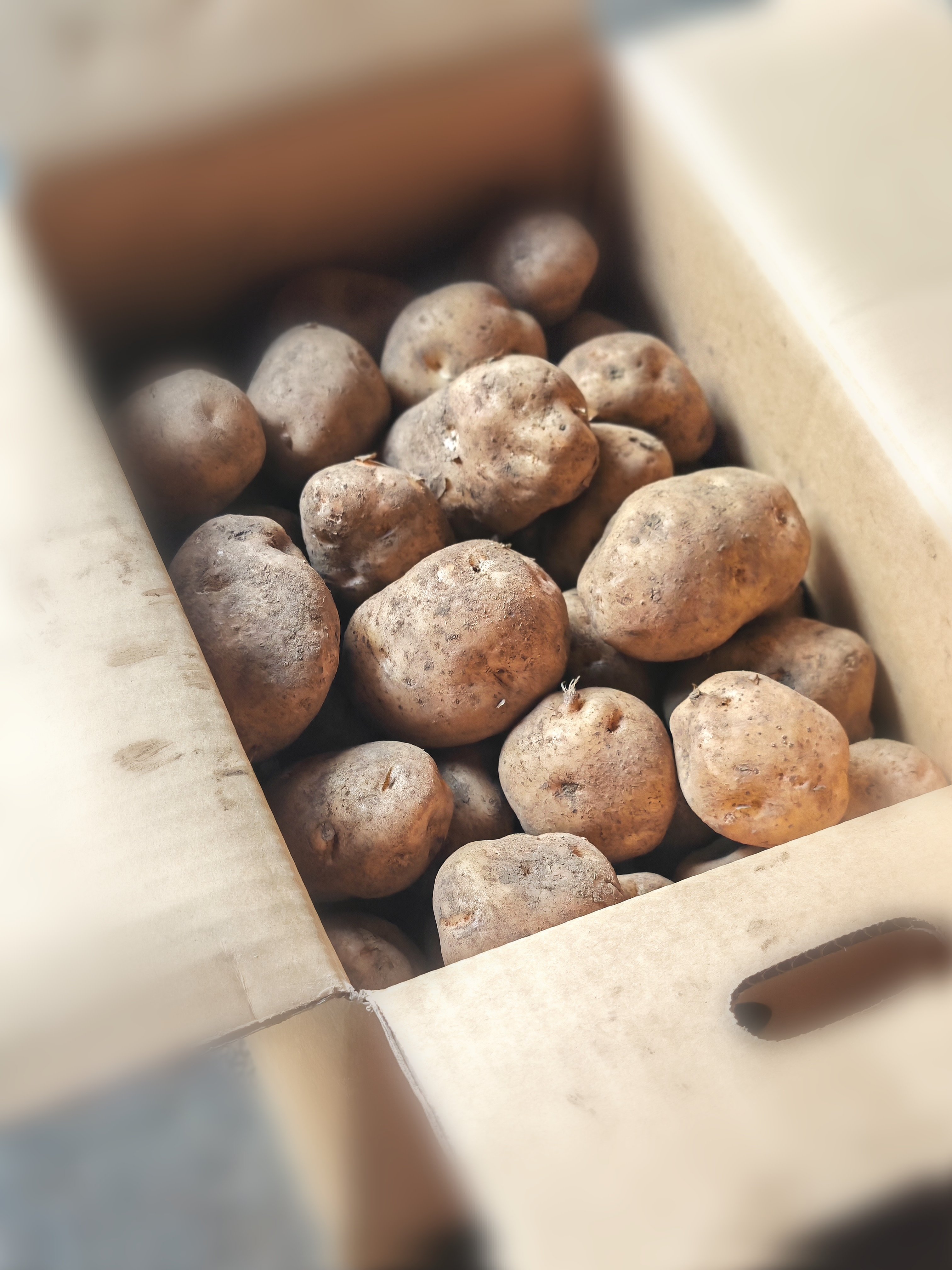 ジャガイモ他 potatoジャガイモ博物館、Norking Russet、C14,ノーキング・ラシット