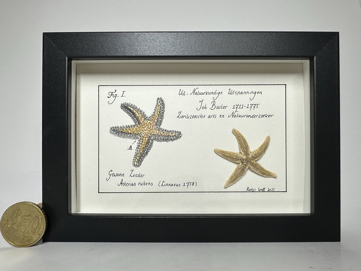 Ik heb weer zeester en zee-appel #Basterkabinetjes. Deze zijn 10x15, met de hand getekend. Deze kosten €67,95 inclusief verzenden. Ze kunnen iets verschillen van de exemplaren op de foto. Bestellen kan via DM en repost is lief