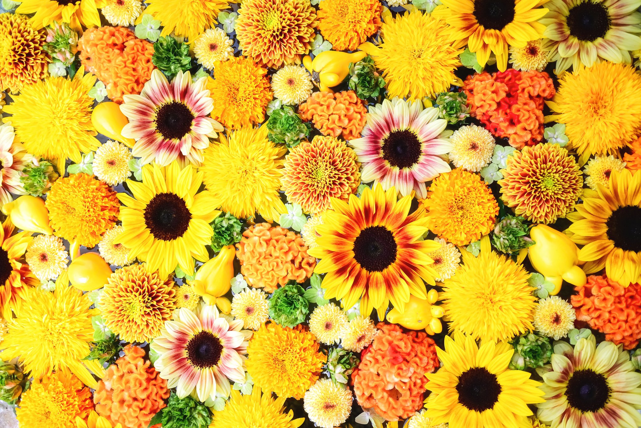 ルナ☾·̩͙⋆様 カード検索 ｜ Z/X - Zillions of enemy X - ゼクス公式