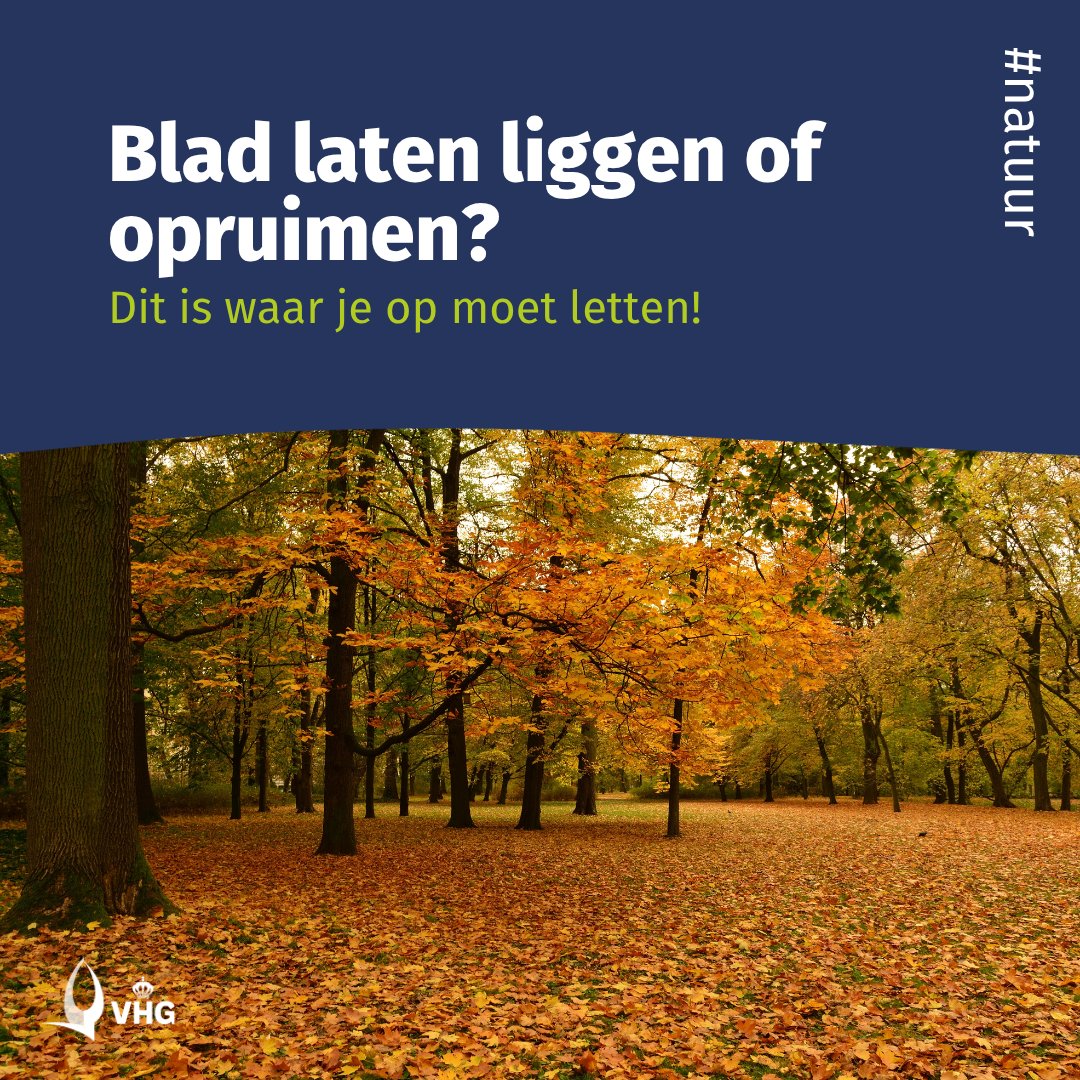 De herfst is begonnen en dat betekent vallende bladeren. Laat ze gerust liggen in borders of onder heggen: goed voor de bodem &amp; voor dieren. Op paden of terrassen kun je ze beter weghalen tegen gladheid.
Hulp nodig bij tuinonderhoud? Vind een VHG-hovenier: vhg.org/ledenzoeker/de…