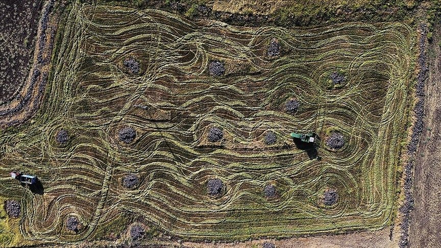 Karacadağ pirincinde üretim alanı devlet desteğiyle büyüyor buff.ly/e1Cg3bA