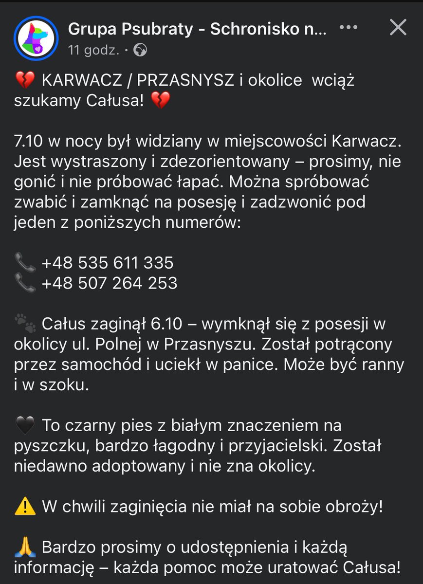 KARWACZ / PRZASNYSZ i okolice szukany Całus! Zaginął 6.10 – wymknął się z posesji w okolicy ul. Polnej w Przasnyszu. Został potrącony przez samochód i uciekł w panice. Może być ranny i w szoku. Niedawno adoptowany z Palucha, nie zna okolicy. 
☎️535 611 335 
☎️507 264 253