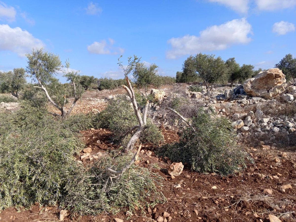 The olive season has only recently begun in the #WestBank, and settlers have already cut down 300 trees. None were arrested. 
Photos: the Qadum &amp; Sa'ir Village Councils.