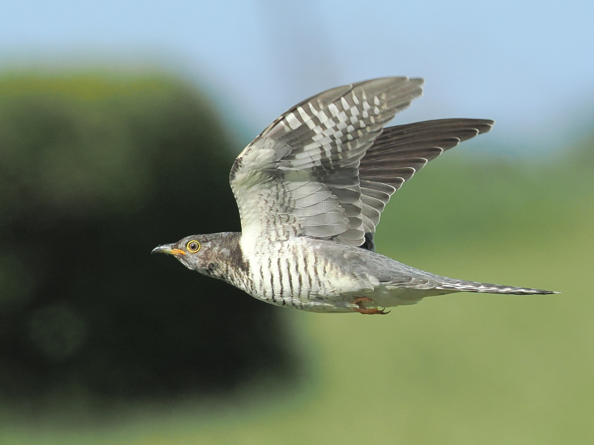 wb_wings's tweet photo. 杜鵑
#ホトトギス 
#LesserCuckoo 
#谷中湖 
2025/10/08 https://t.co/d98Q03OAZV