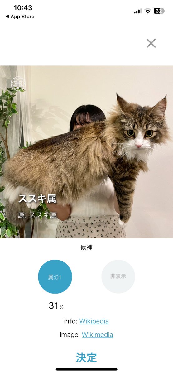 shiroan_chan's tweet photo. アプリにススキ判定された猫、可愛くて何度でも見てしまう https://t.co/JrzprDv4Bq