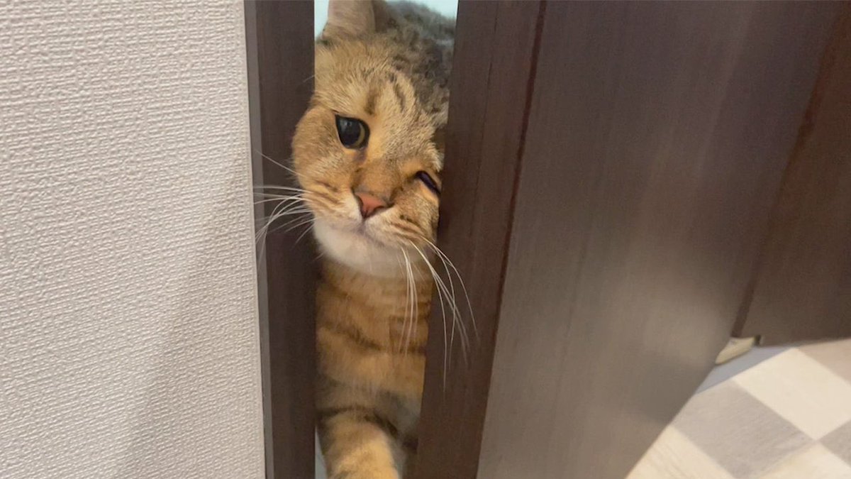 MiniraDiary's tweet image. この画像可愛すぎてサコッシュにしたら想像を超えた。可愛すぎて使えん。