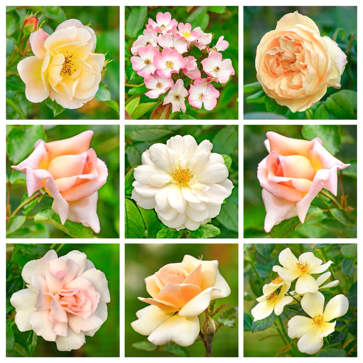 October roses in warm hues for #RoseWednesday
