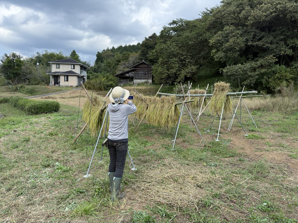 WishHouseFarm's tweet photo. シェア田んぼもついに稲刈りとおだがけ

秋です🍂

脱穀が楽しみです

#田んぼ https://t.co/kgjH6ZjfRm