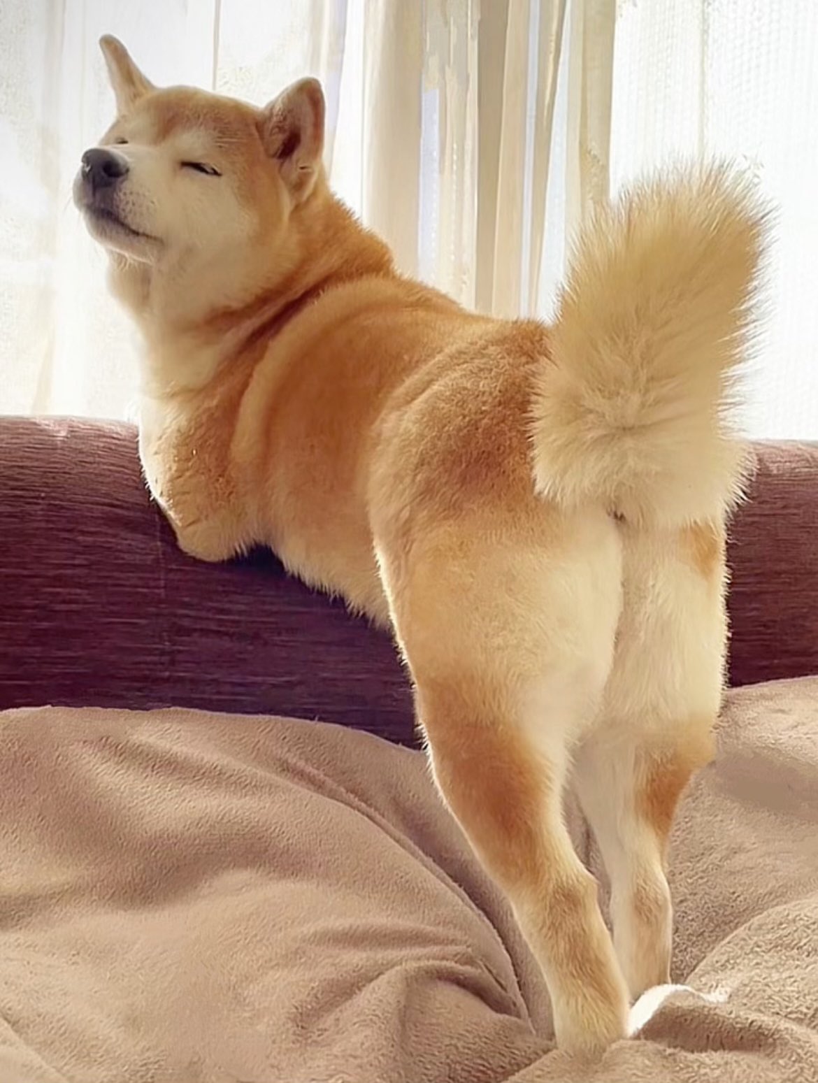 柴犬·͜·♡もも (@momonosekaiii) / X