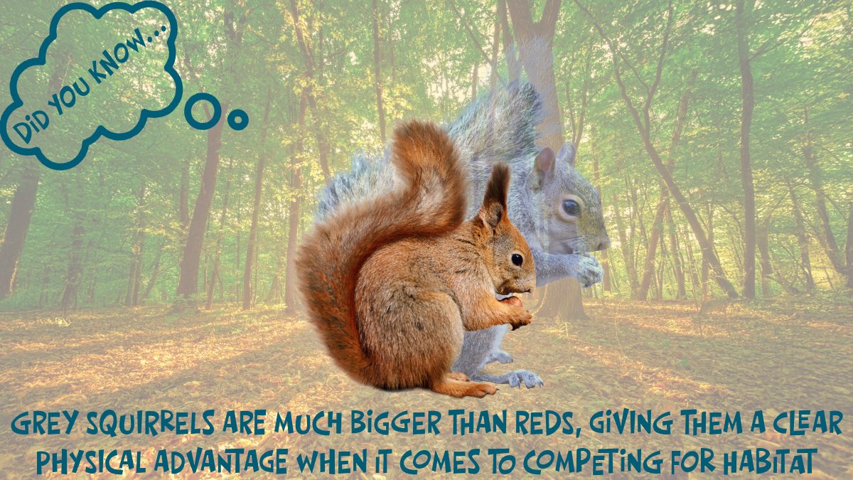 Red Squirrel South-West tweet media